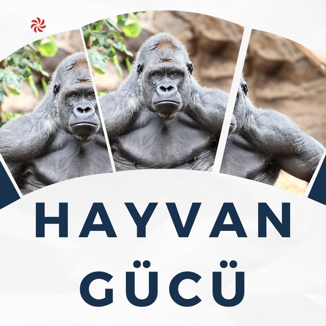Hayvan Gücü